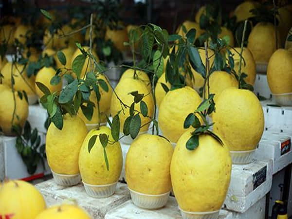 Mơ thấy cầm quả bưởi