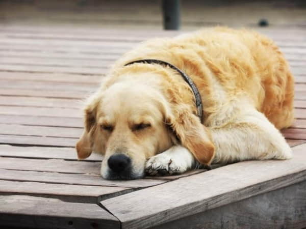 Nằm mơ thấy chó đánh con gì trúng lớn?