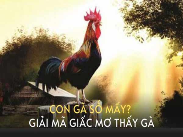 Con gà số mấy? Nằm mơ thấy gà đánh con gì trúng lớn?