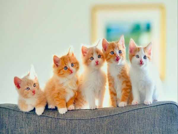 Con mèo số mấy? Nằm mơ thấy mèo đánh con gì trúng lớn?