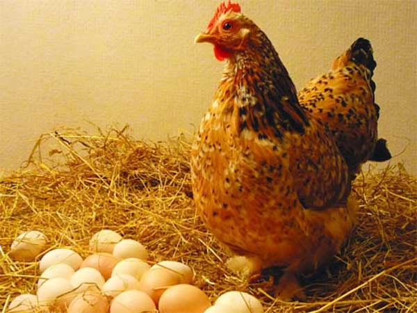 Giải mã giấc mơ thấy gà đẻ trứng