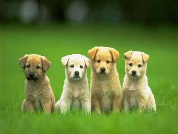 Giải mã ý nghĩa giấc mơ thấy chó con?