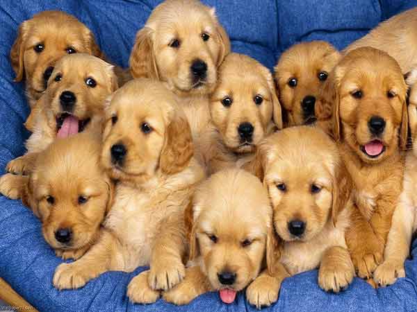 Giải mã ý nghĩa giấc mơ thấy chó vàng
