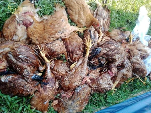 Nằm mơ thấy gà chết đánh con gì? Giải mã ý nghĩa giấc mơ