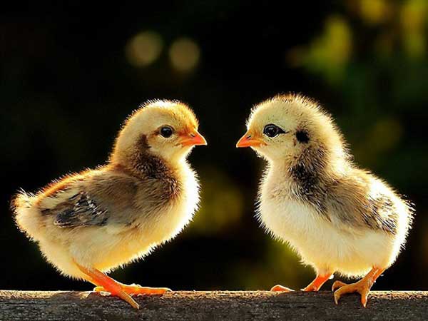 Giải mã giấc mơ thấy gà con báo điềm lành dữ
