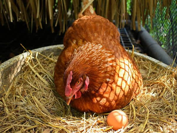 Ngủ mơ thấy gà đẻ trứng đánh con gì trúng lớn?