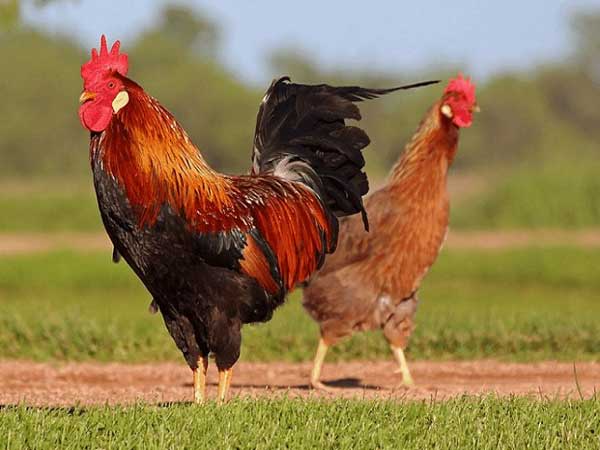 Giải mã giấc mơ thấy gà trống