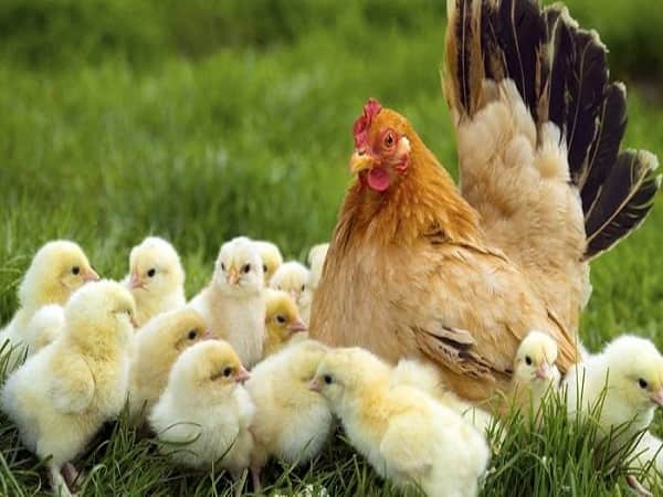 Chiêm bao thấy đàn gà con đi về phía mình