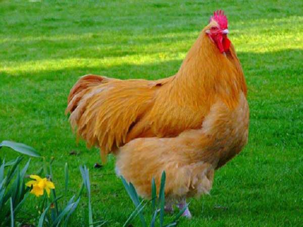 Mơ thấy gà mái là điềm báo gì?