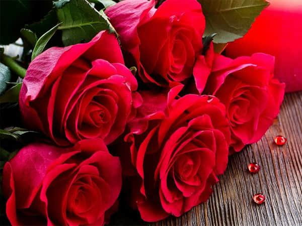 Nằm mơ thấy hoa hồng đánh con gì?