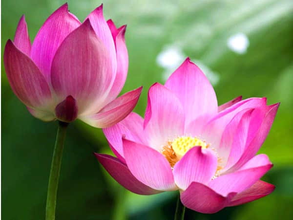Nằm mộng thấy hoa sen đang nở