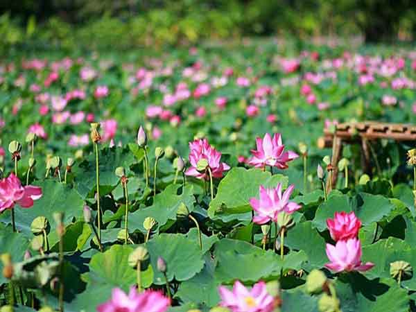 Giải mã giấc mơ thấy hoa sen là điềm báo lành hay dữ