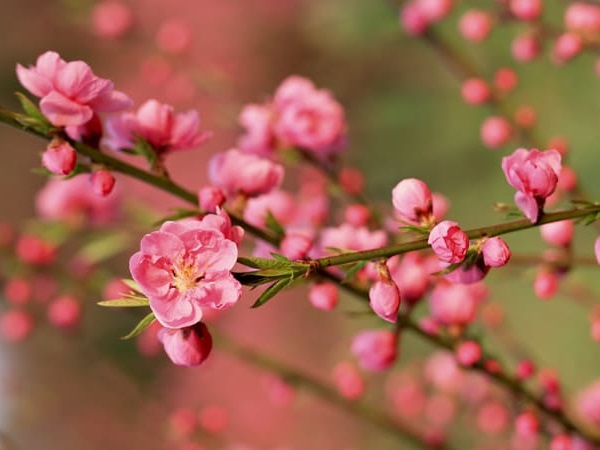 Mơ thấy hoa đào là điềm báo tốt hay xấu?