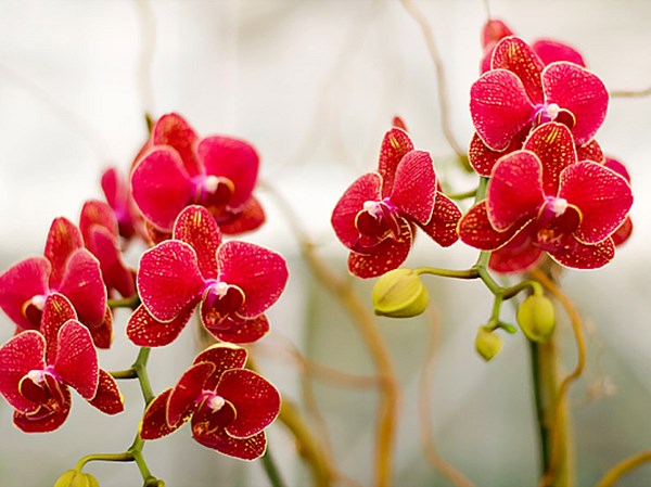 Hình ảnh này tượng trưng cho sự quý phái, tinh tế và sự tự tin Hình ảnh này tượng trưng cho sự quý phái, tinh tế và sự tự tin
