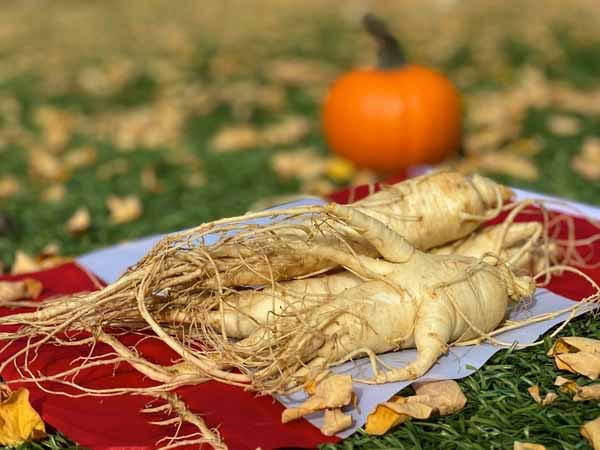 Nằm mơ thấy nhân sâm đánh con gì ăn chắc