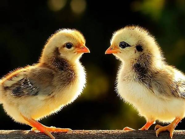 Nằm ngủ mơ thấy gà con mới nở mang ý nghĩa gì? 2
