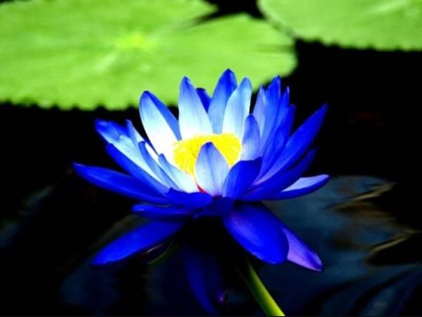 Ý nghĩa giấc mơ thấy hoa sen đánh con gì? Giải mã con số tài lộc