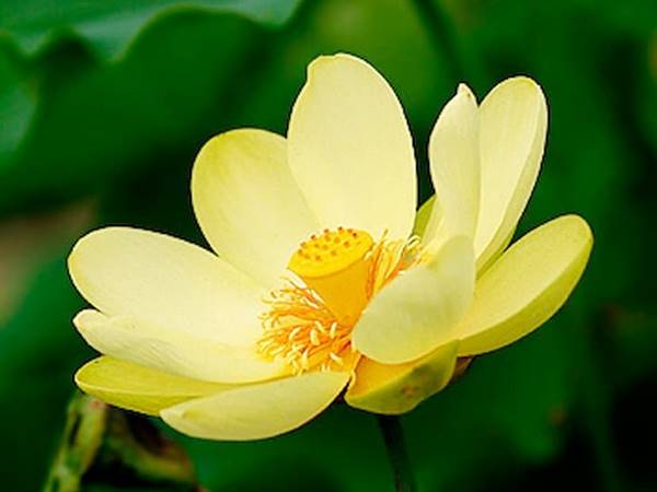 Ý nghĩa giấc mơ thấy hoa sen đánh con gì? Giải mã con số tài lộc