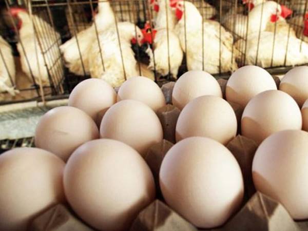 Giấc mơ thấy gà đẻ trứng đánh con gì? Báo hiệu trước gì? 2