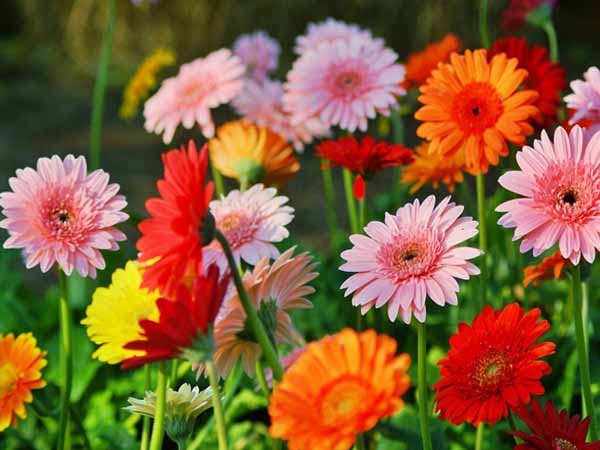 Nằm mơ thấy hoa đồng tiền có con số gì may mắn