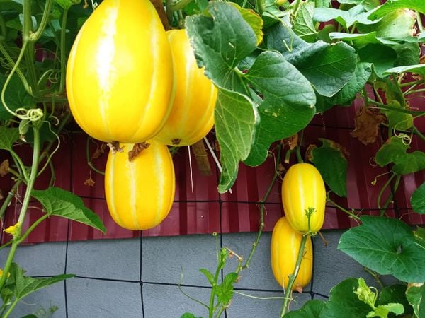 Nằm mơ thấy cây dưa vàng và những điềm báo