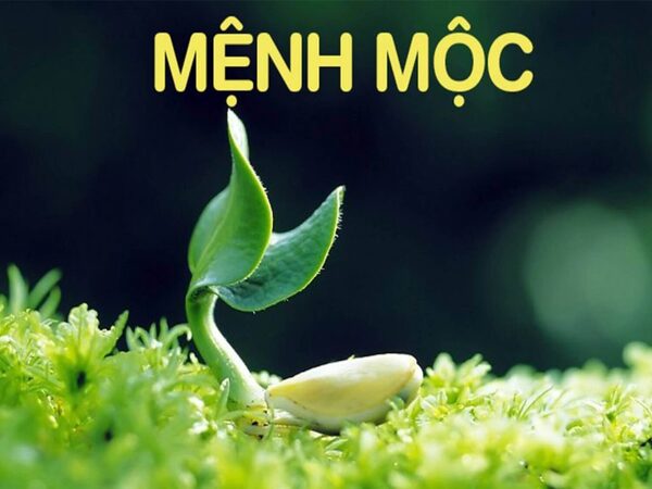 Chi tiết con số cát tường mệnh Mộc ngày 20/8/2025