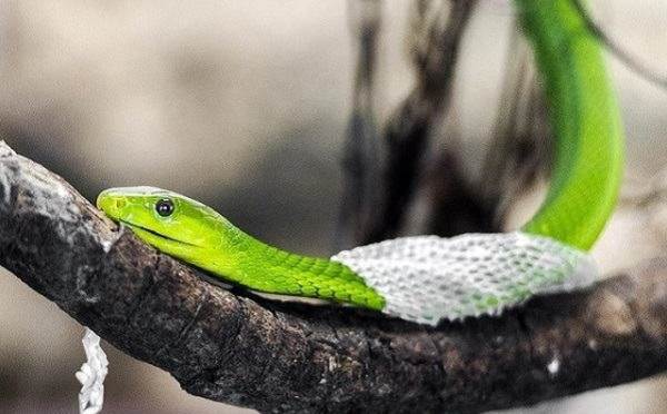 Nằm mơ thấy rắn lột xác là điềm dữ hay vận đổi đời?