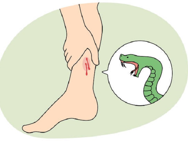Nằm mơ thấy rắn cắn chân có phải điềm báo không may?