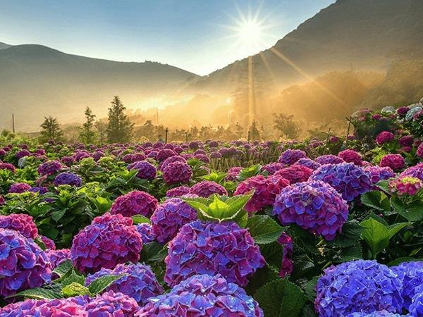 Nằm mơ thấy hoa cẩm tú cầu phản ánh điều gì?
