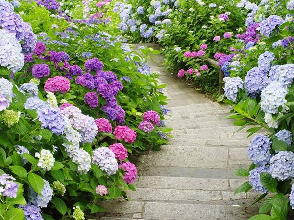 Nằm mơ thấy hoa cẩm tú cầu phản ánh điều gì?
