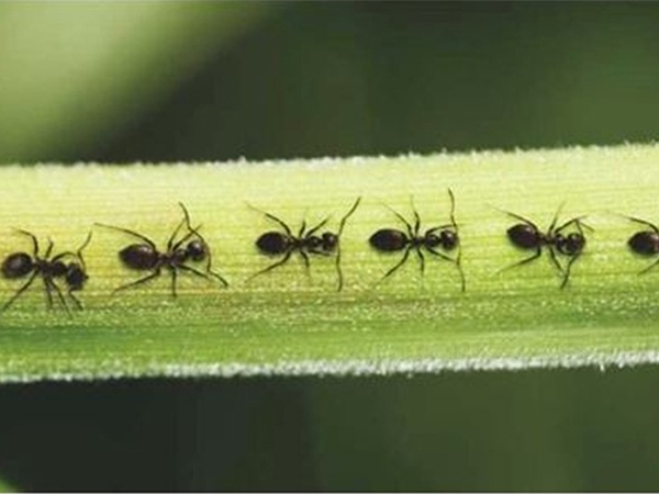 Nằm mơ thấy đàn kiến mang ý nghĩa riêng biệt gì?