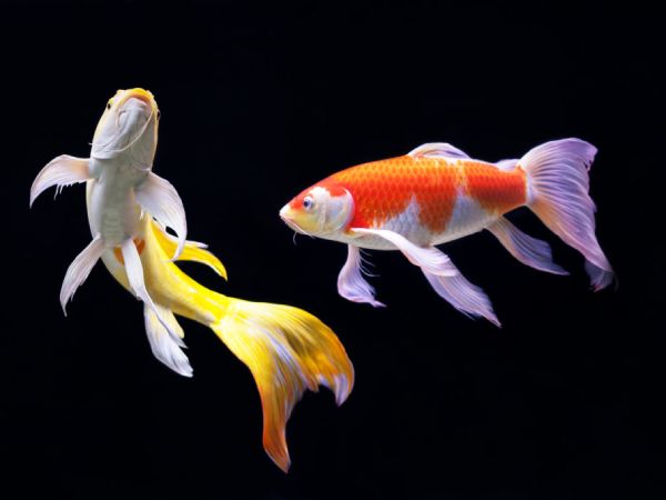 Mộng mị thấy cá koi bơi trong hồ