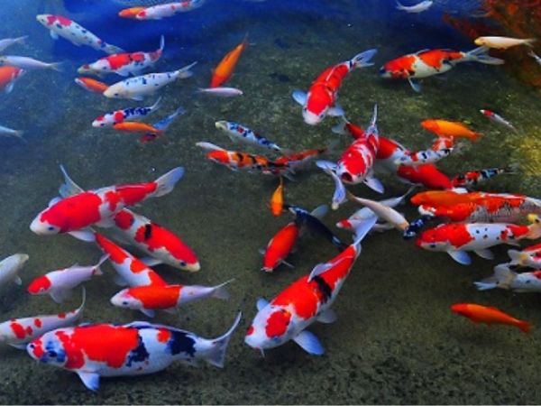 Nằm mơ thấy cá koi đỏ