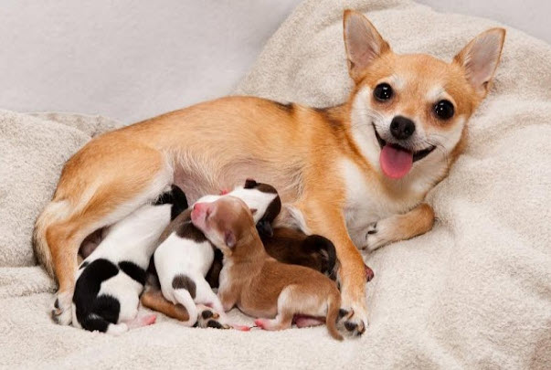Nằm mơ thấy mình chăm sóc chó đẻ