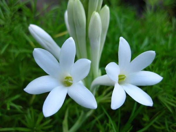 Mơ thấy hoa huệ trắng trong lễ cưới