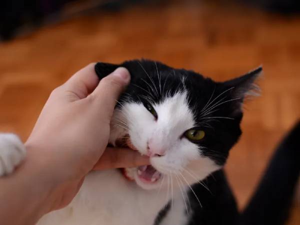 Giải mã giấc mơ thấy mèo cắn người khác