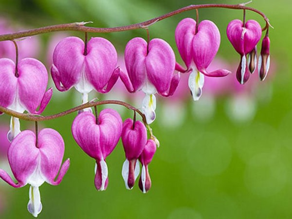 Ngủ mơ thấy hoa ti gôn mang nhiều cơ hội may mắn