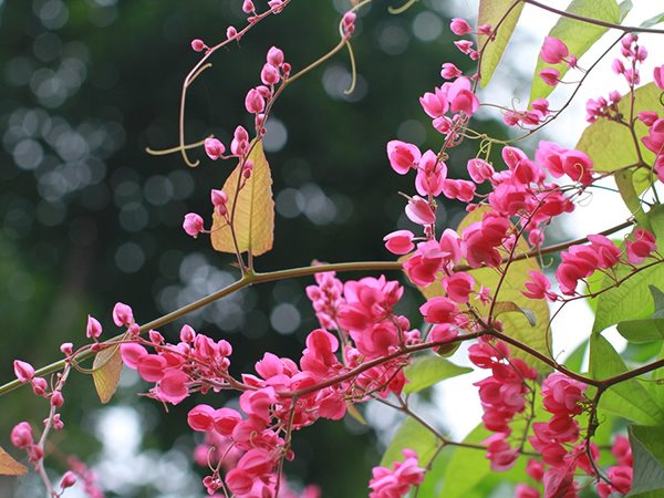 Ngủ mơ thấy hoa ti gôn mang nhiều cơ hội may mắn