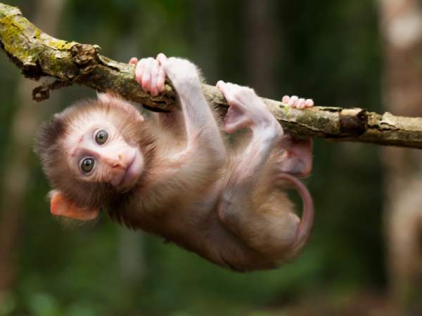 Nằm mơ thấy khỉ là điềm gì, báo hiệu may mắn hay cảnh báo?