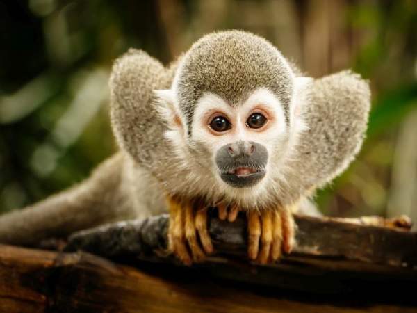 Luận giải giấc mộng thấy khỉ trèo cây