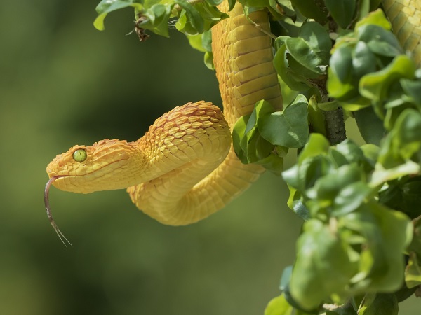 Chiêm bao thấy 2 con rắn vàng bò vào nhà