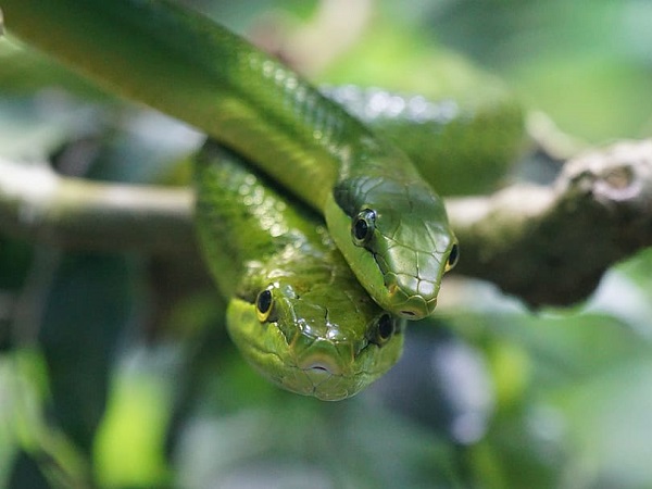 Hé lộ nằm mơ thấy 2 con rắn xanh là điềm gì, tốt hay xấu?