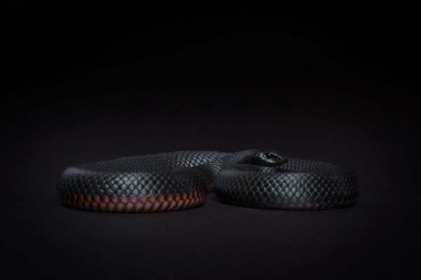 Lý giải bất ngờ khi nằm mơ thấy rắn màu đen là điềm gì?