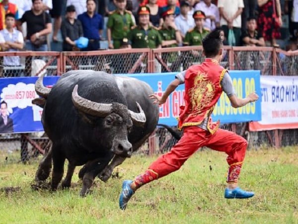 Ý nghĩa chung của giấc mơ thấy trâu đuổi