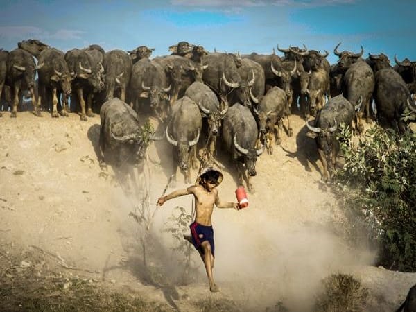 Ngủ mê thấy trâu đen đuổi