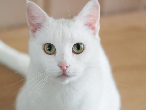 Cách áp dụng con số liên quan tới mèo trắng hiệu quả