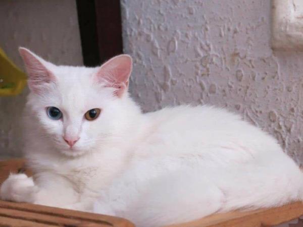 Mèo trắng có ý nghĩa gì theo góc nhìn tâm linh và đời sống