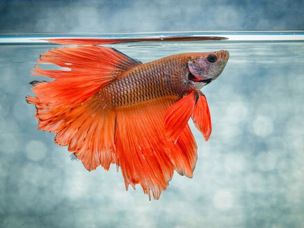 Luận giải chi tiết khi nằm mơ thấy cá cảnh là điềm gì?