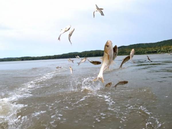 Chiêm bao thấy cá to nhảy lên bờ