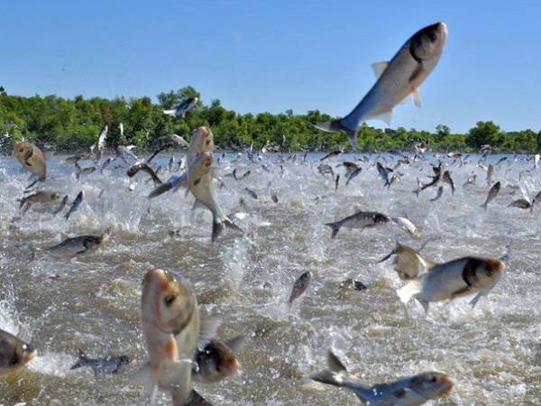 Khám phá ý nghĩa giấc mơ thấy cá nhảy lên bờ là điềm gì?